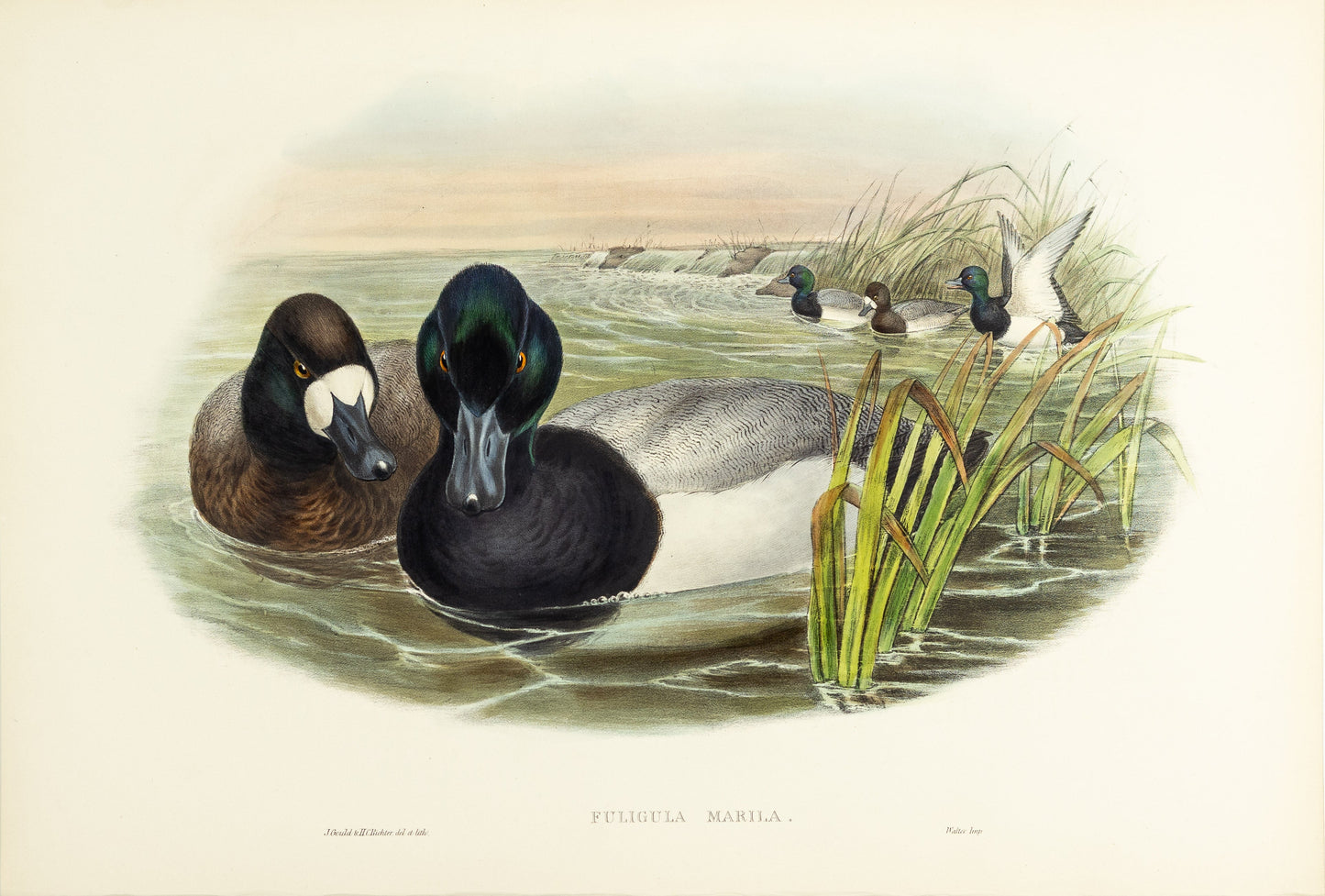 John Gould (1804-1881), Fuligula marila [Scaup Duck]