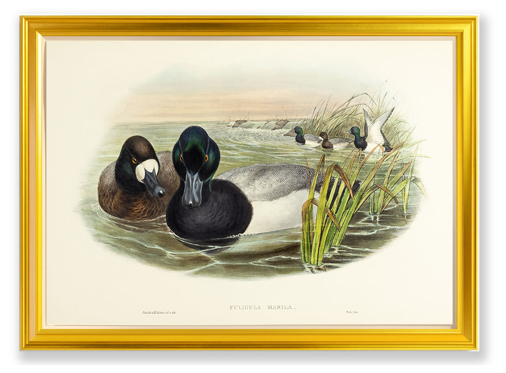 John Gould (1804-1881), Fuligula marila [Scaup Duck]