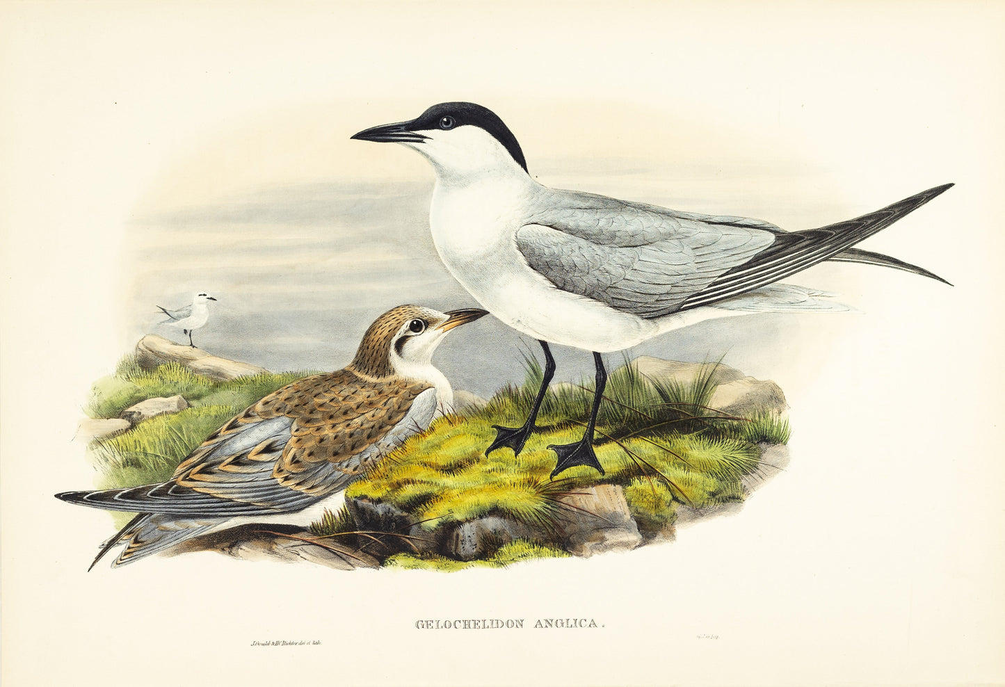 John Gould (1804-1881), Gelochelidon anglica [Gull-billed Tern]