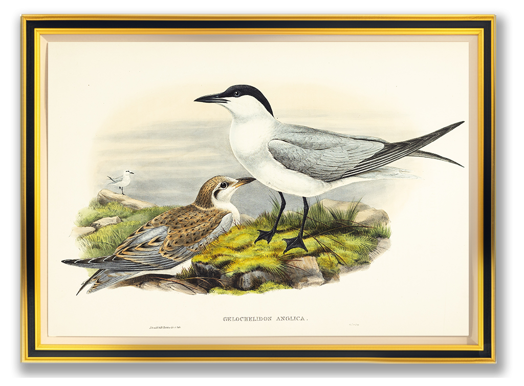 John Gould (1804-1881), Gelochelidon anglica [Gull-billed Tern]