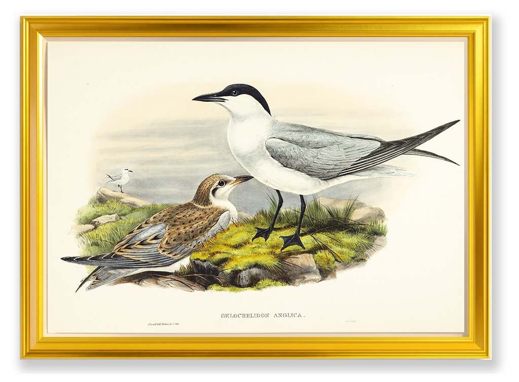 John Gould (1804-1881), Gelochelidon anglica [Gull-billed Tern]