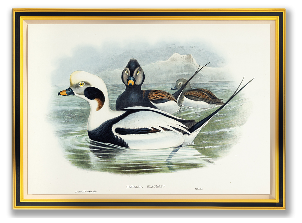 John Gould (1804-1881), Harelda glacialis [Long-tailed Duck]