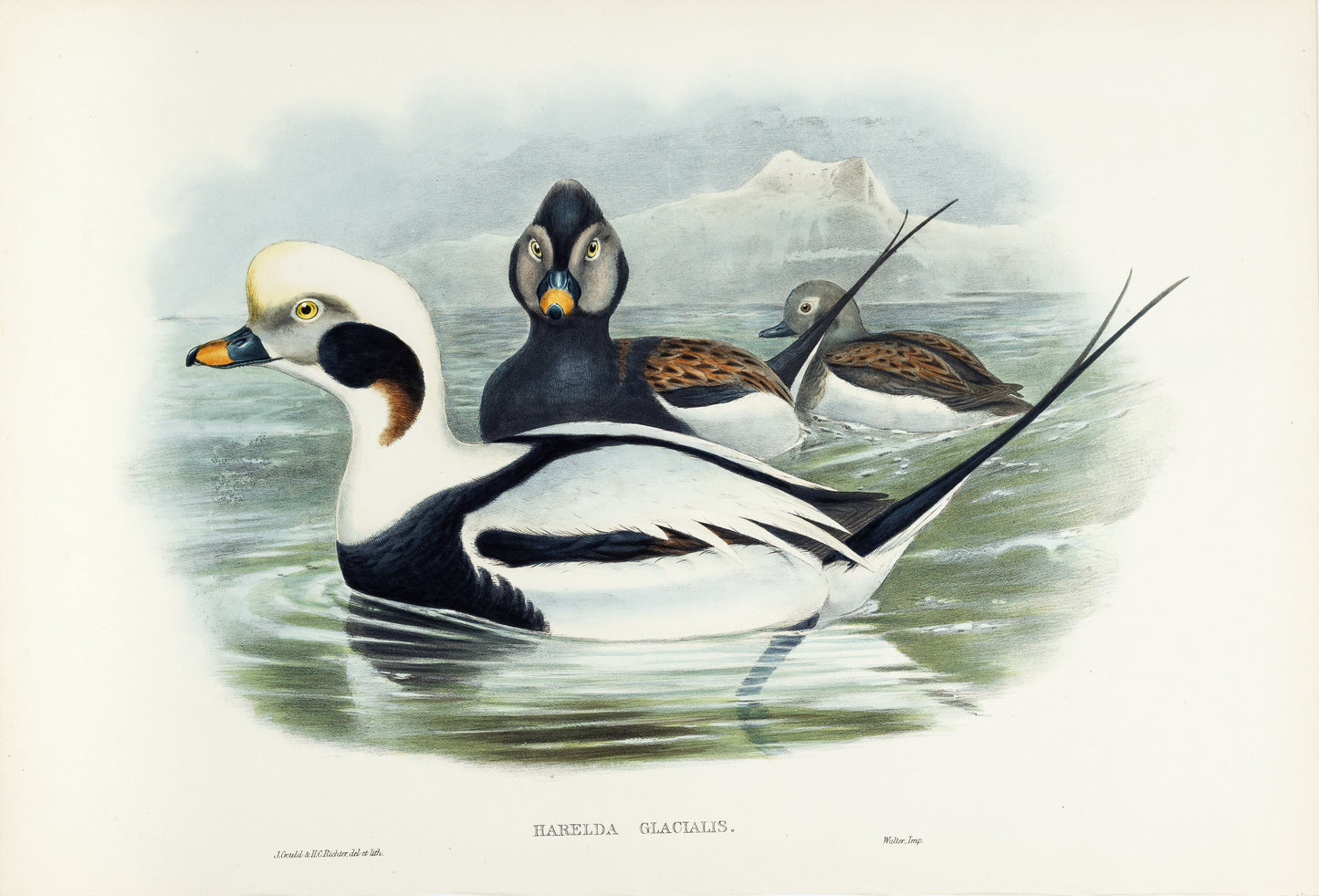John Gould (1804-1881), Harelda glacialis [Long-tailed Duck]