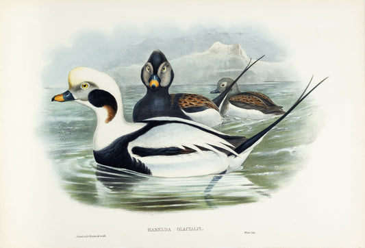 John Gould (1804-1881), Harelda glacialis [Long-tailed Duck]