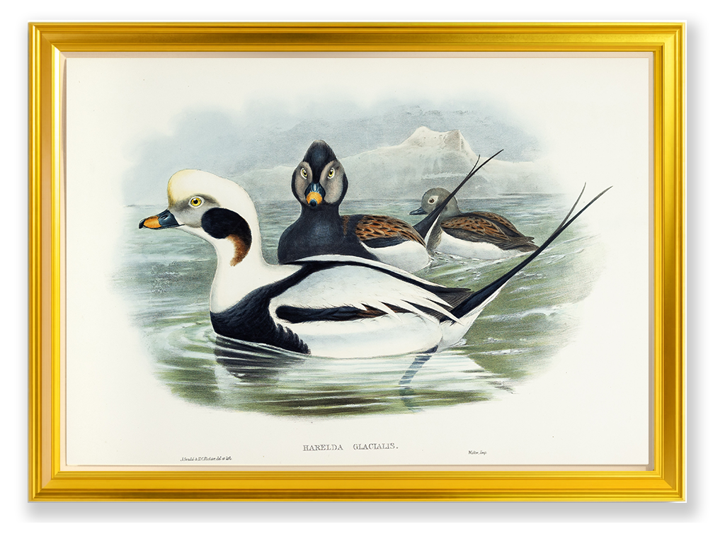 John Gould (1804-1881), Harelda glacialis [Long-tailed Duck]