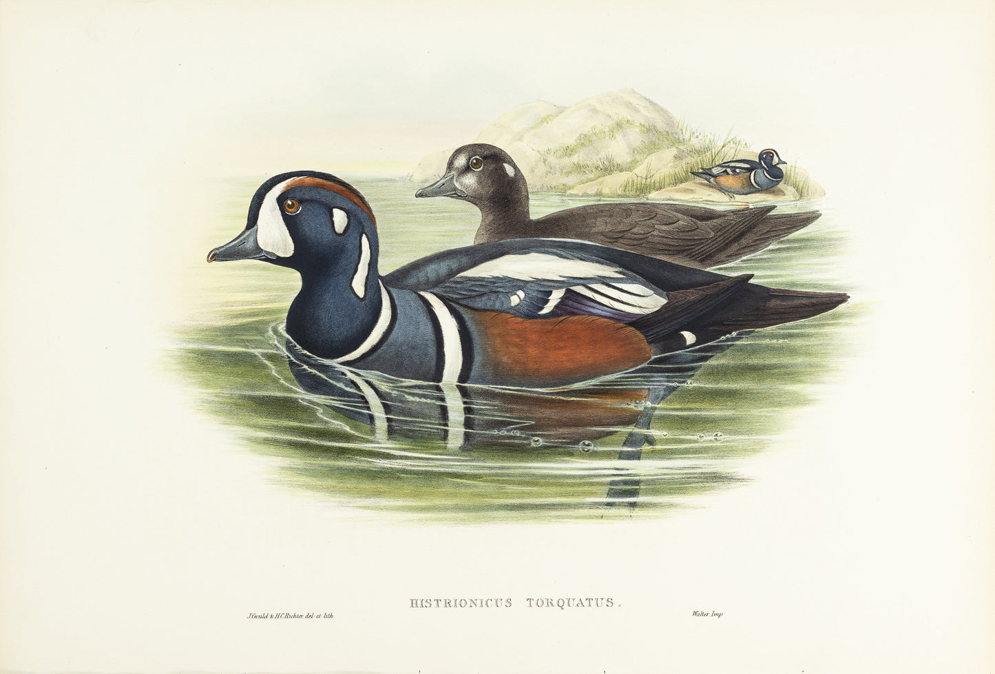 John Gould (1804-1881), Histrionicus torquatus [Harlequin Duck]