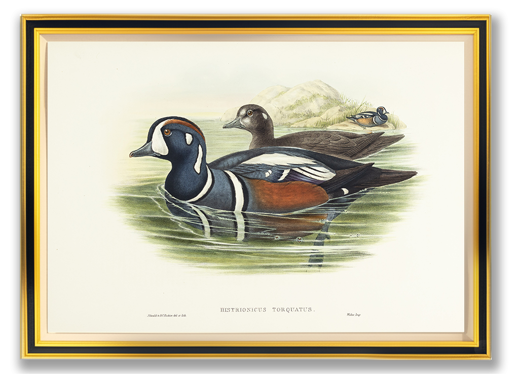 John Gould (1804-1881), Histrionicus torquatus [Harlequin Duck]