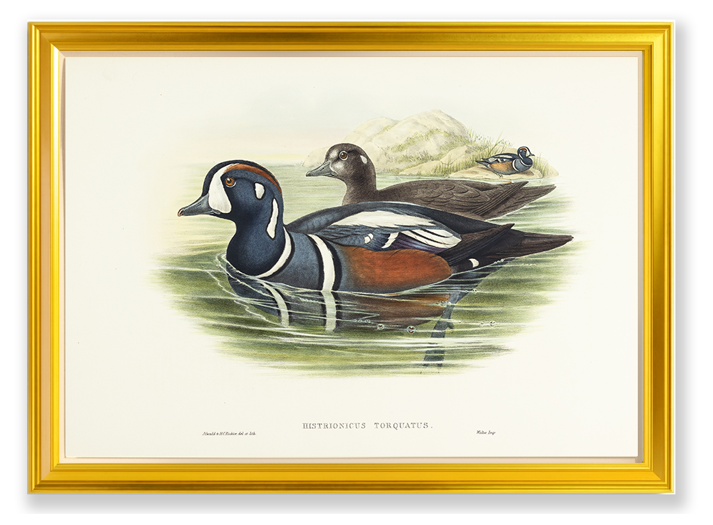 John Gould (1804-1881), Histrionicus torquatus [Harlequin Duck]