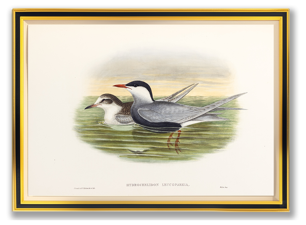 John Gould (1804-1881), Hydrochelidon leucopareia [Whiskered Tern]
