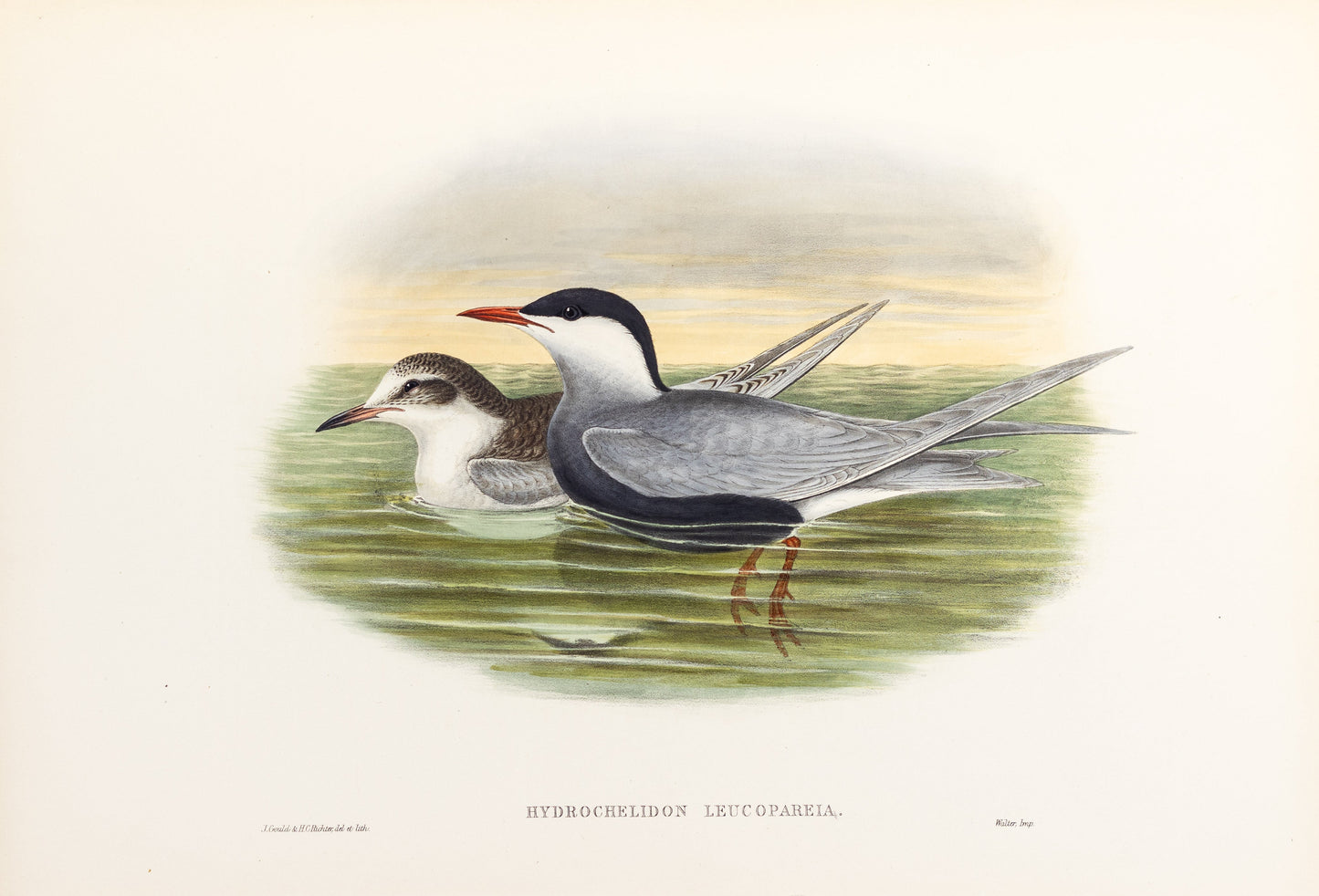 John Gould (1804-1881), Hydrochelidon leucopareia [Whiskered Tern]
