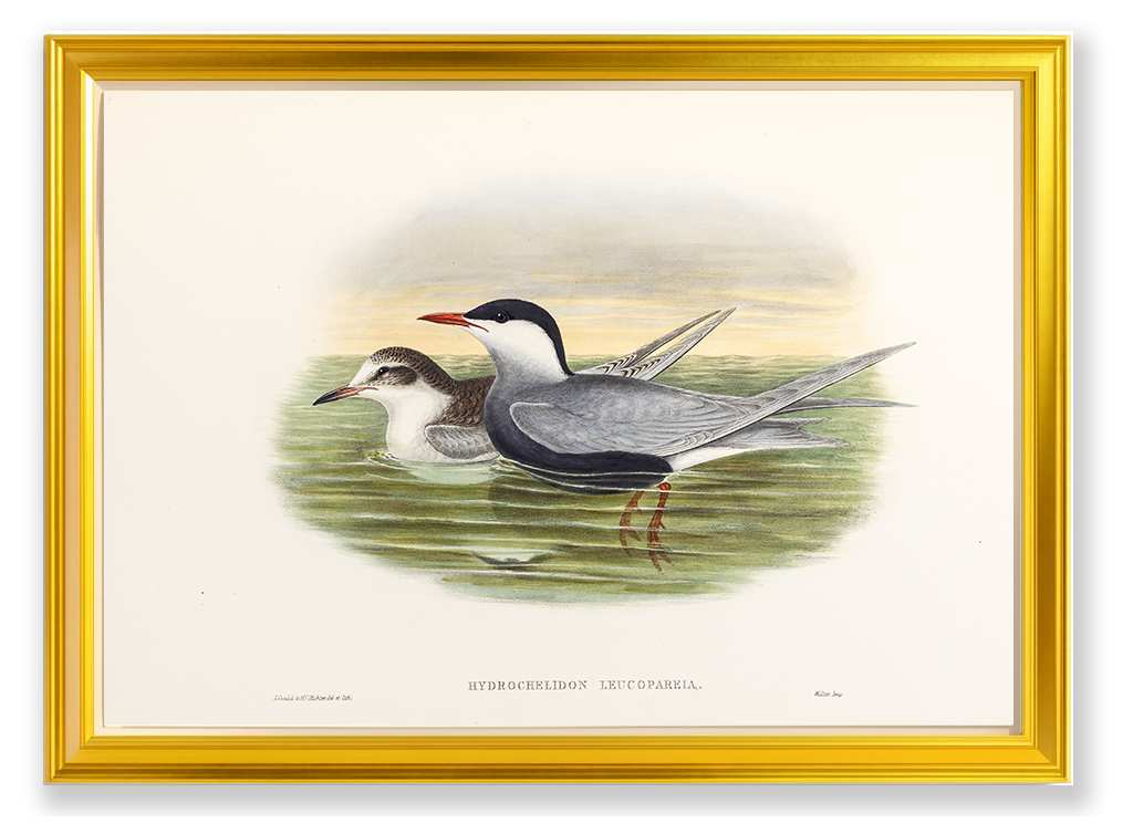 John Gould (1804-1881), Hydrochelidon leucopareia [Whiskered Tern]