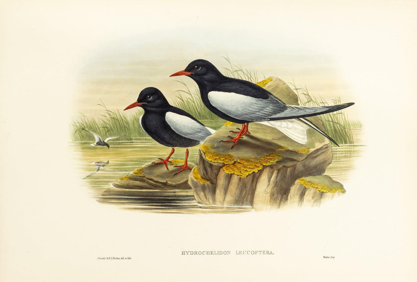 John Gould (1804-1881), Hydrochelidon leucoptera [White-winged Tern]