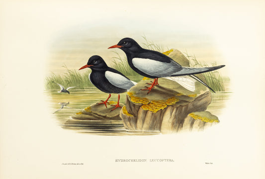John Gould (1804-1881), Hydrochelidon leucoptera [White-winged Tern]
