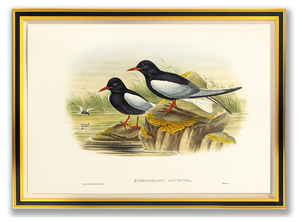 John Gould (1804-1881), Hydrochelidon leucoptera [White-winged Tern]