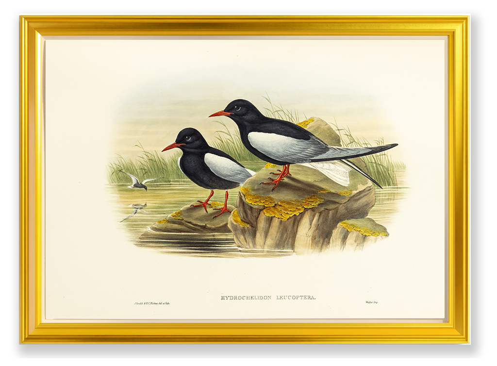 John Gould (1804-1881), Hydrochelidon leucoptera [White-winged Tern]