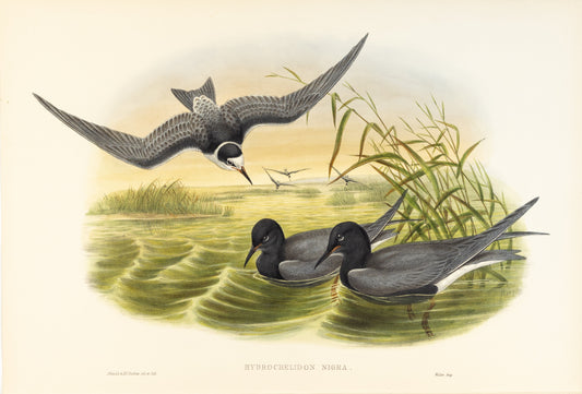 John Gould (1804-1881), Hydrochelidon nigra [Black Tern]