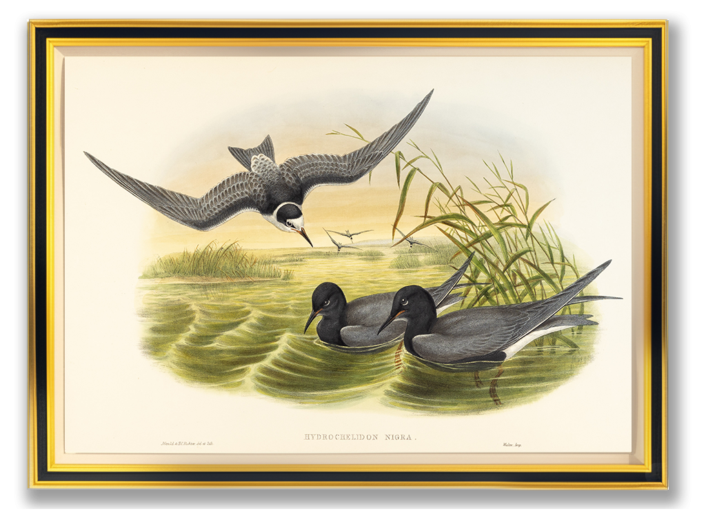 John Gould (1804-1881), Hydrochelidon nigra [Black Tern]