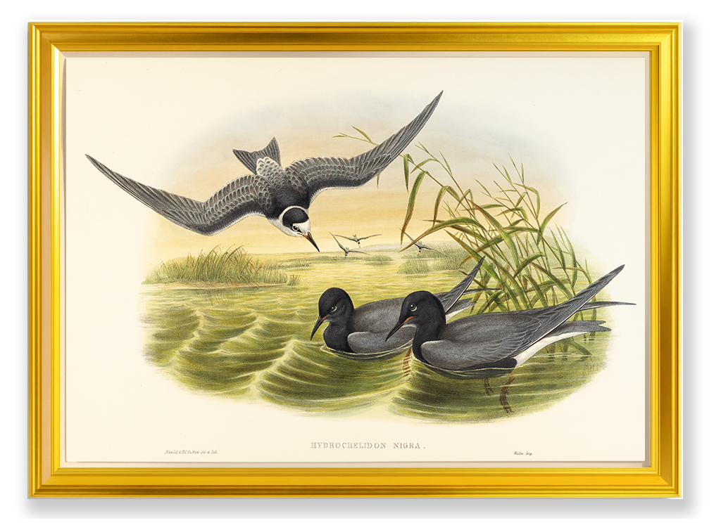 John Gould (1804-1881), Hydrochelidon nigra [Black Tern]