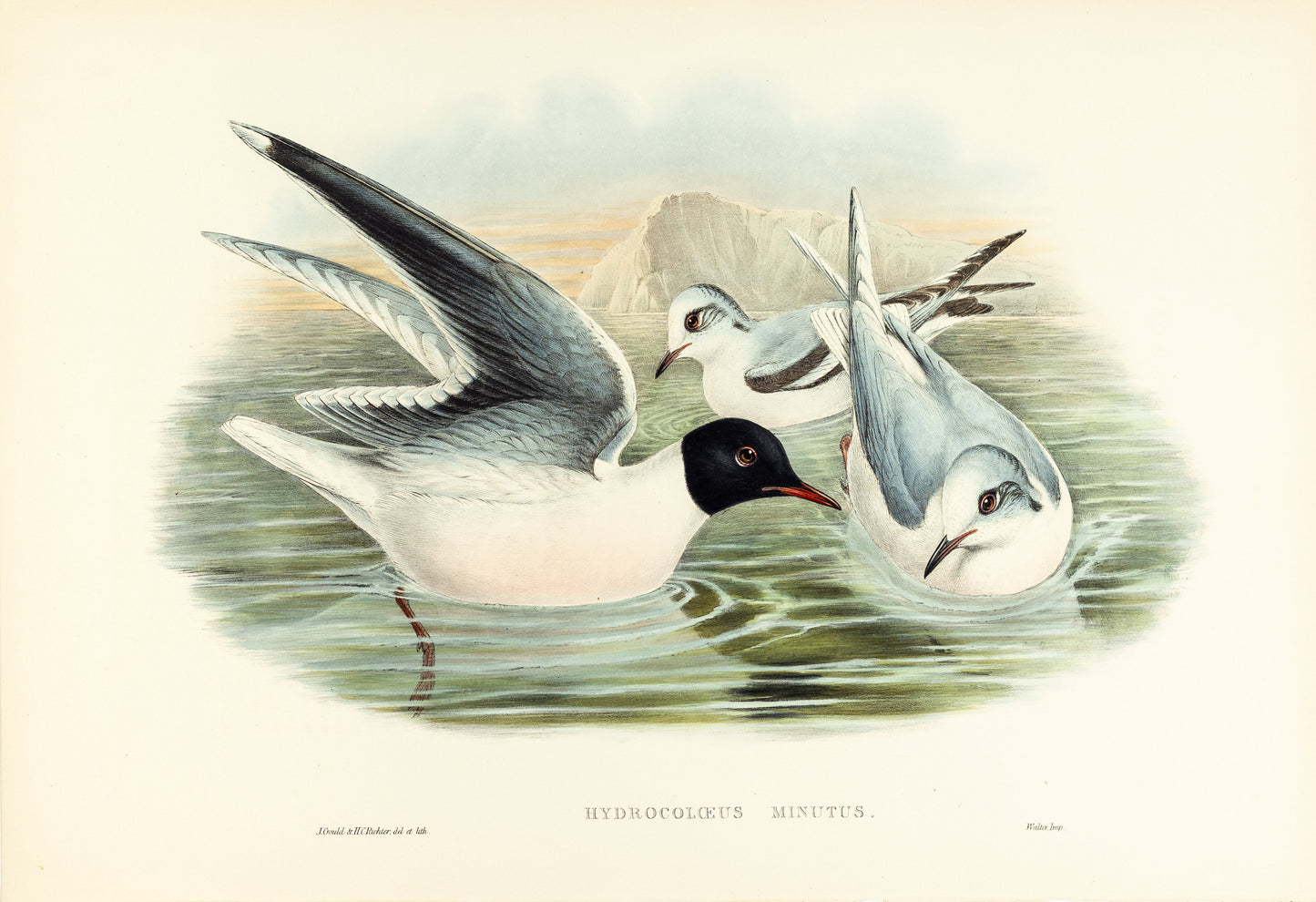 John Gould (1804-1881), Hydrocoloeus minitus [Little Gull]