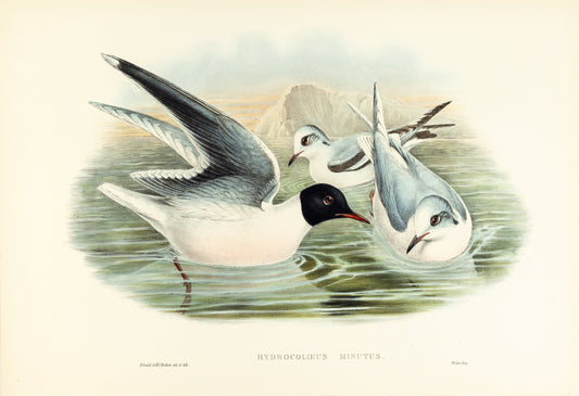 John Gould (1804-1881), Hydrocoloeus minitus [Little Gull]