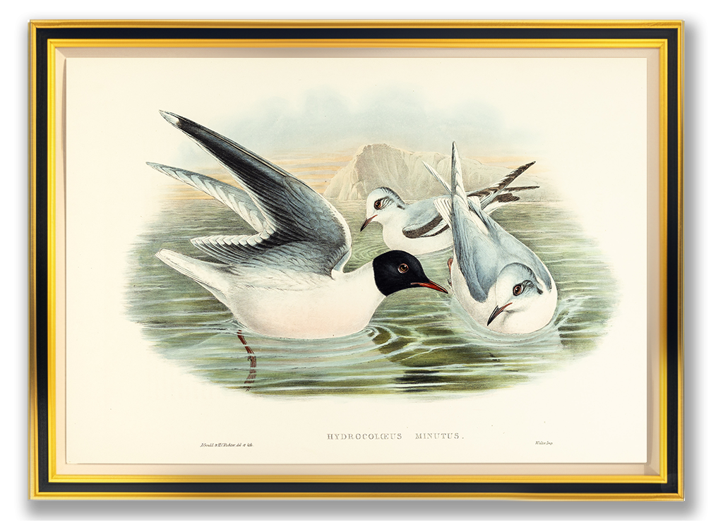 John Gould (1804-1881), Hydrocoloeus minitus [Little Gull]