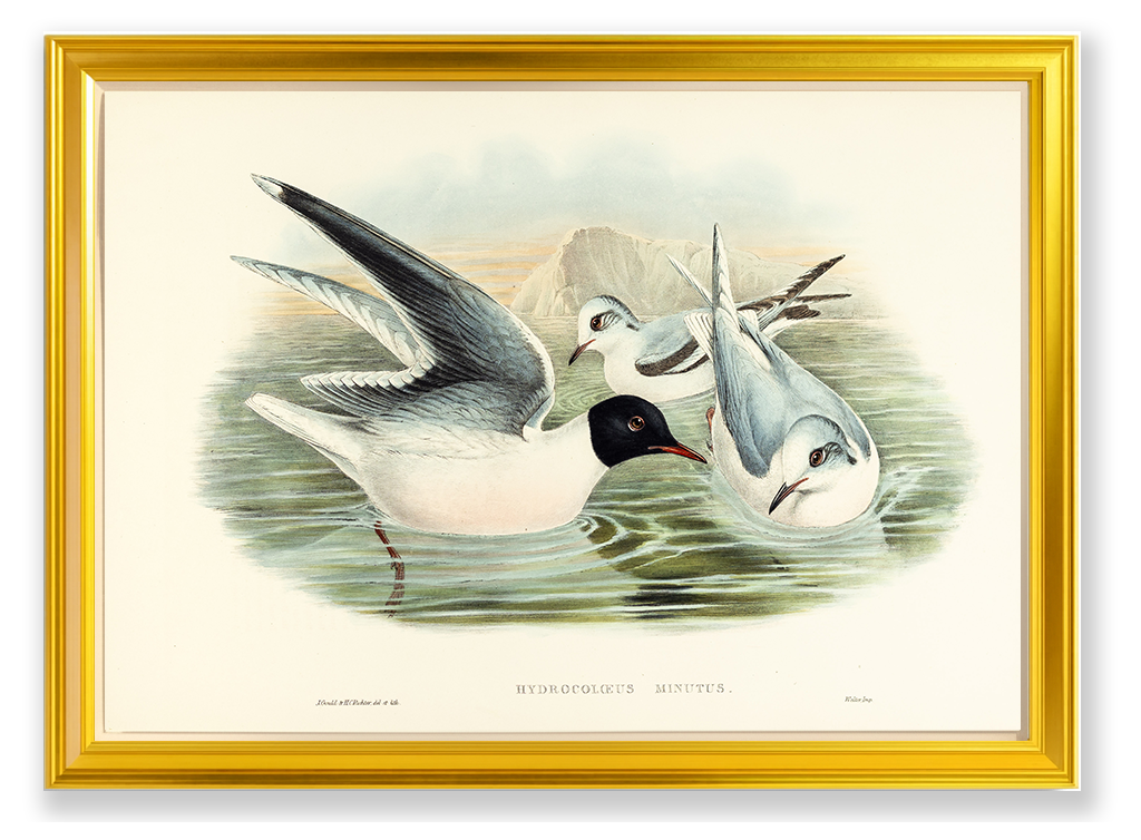 John Gould (1804-1881), Hydrocoloeus minitus [Little Gull]