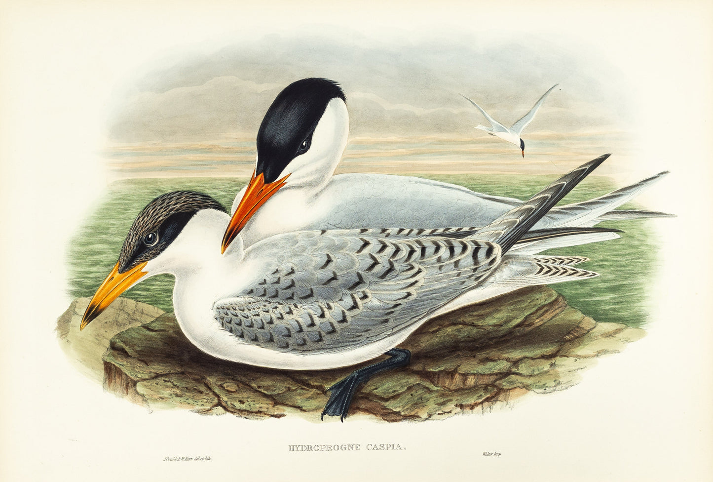 John Gould (1804-1881), Hydroprogne caspia [Caspian Tern]