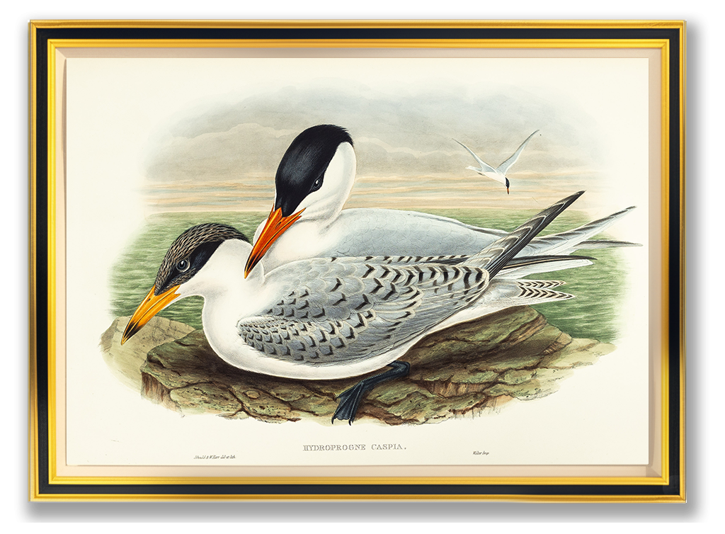 John Gould (1804-1881), Hydroprogne caspia [Caspian Tern]