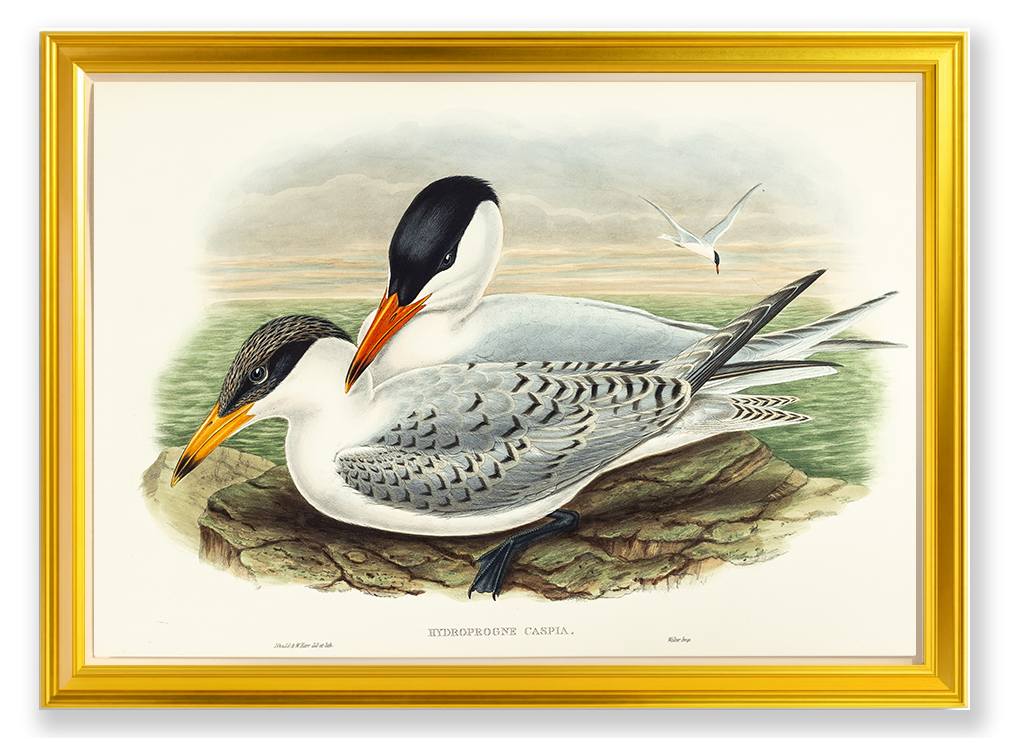 John Gould (1804-1881), Hydroprogne caspia [Caspian Tern]