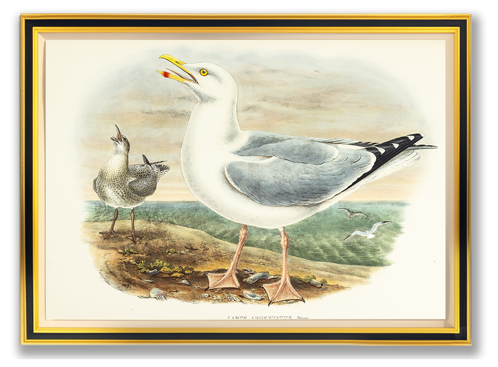 John Gould (1804-1881), Larus argentatus [Herring-Gull]