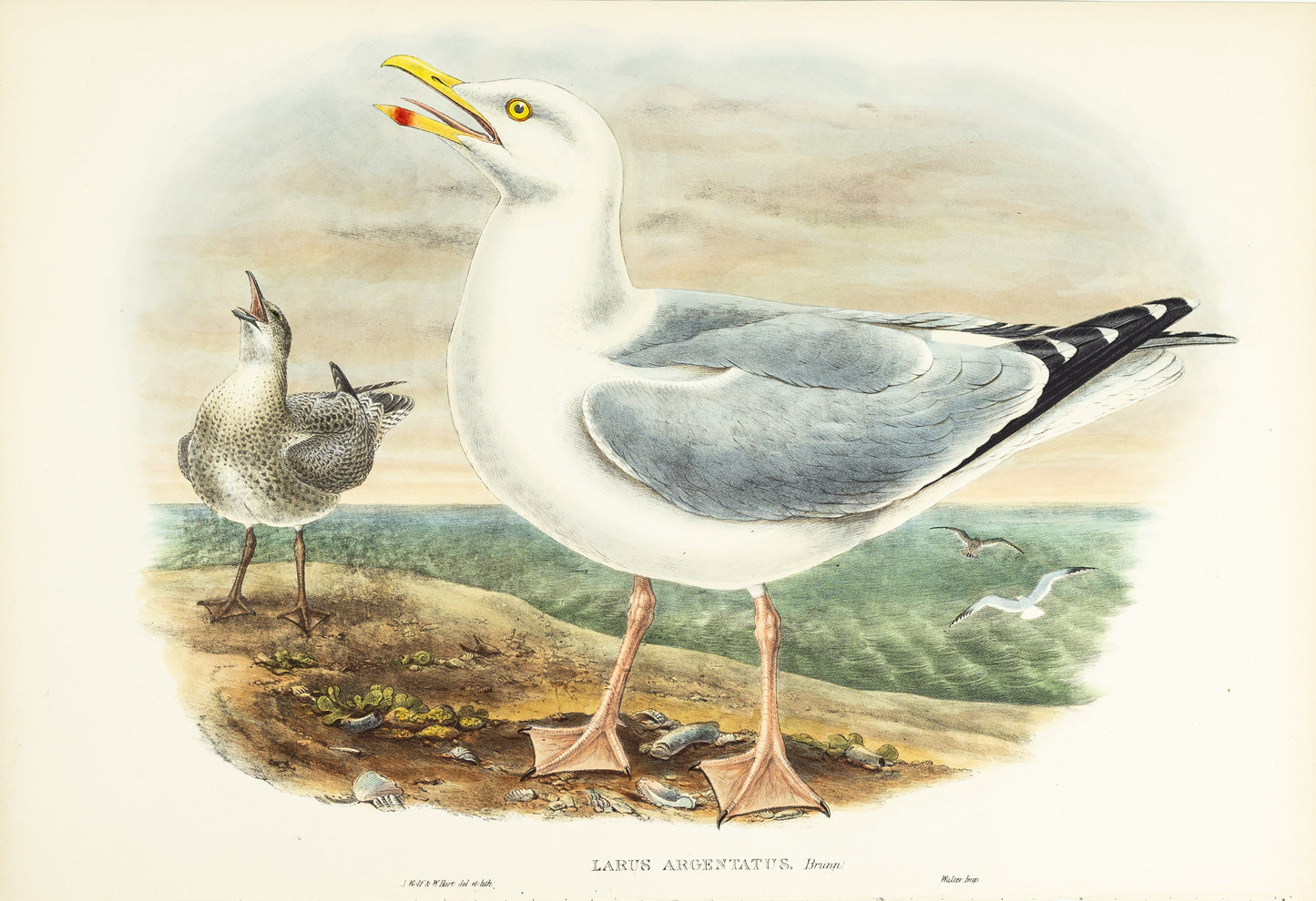 John Gould (1804-1881), Larus argentatus [Herring-Gull]