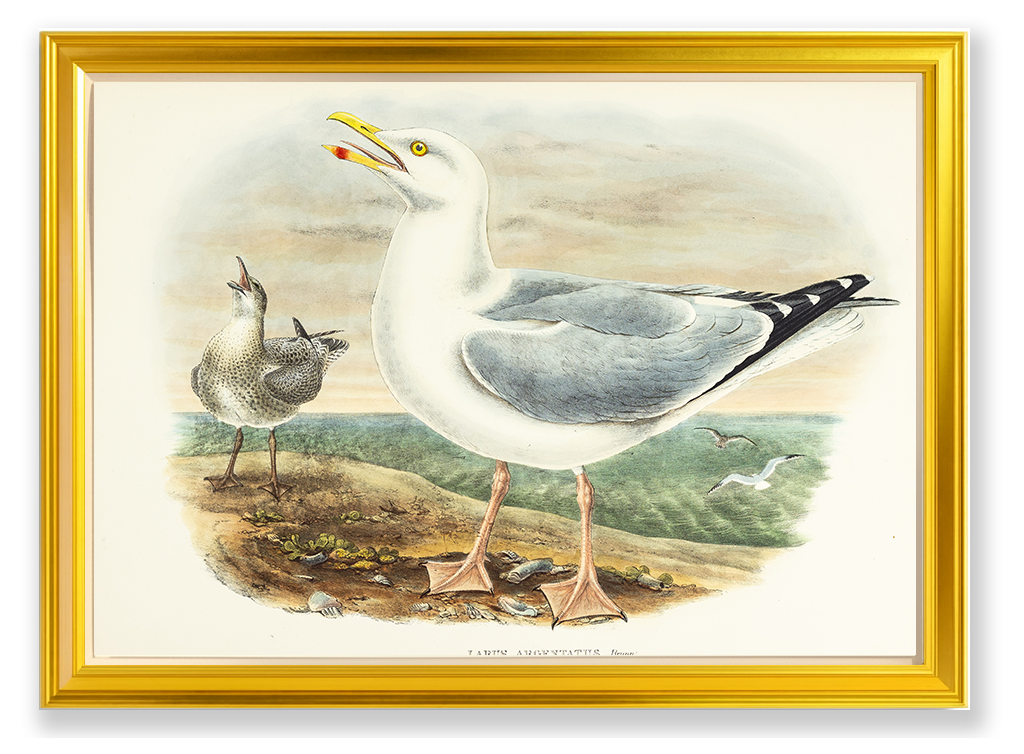 John Gould (1804-1881), Larus argentatus [Herring-Gull]