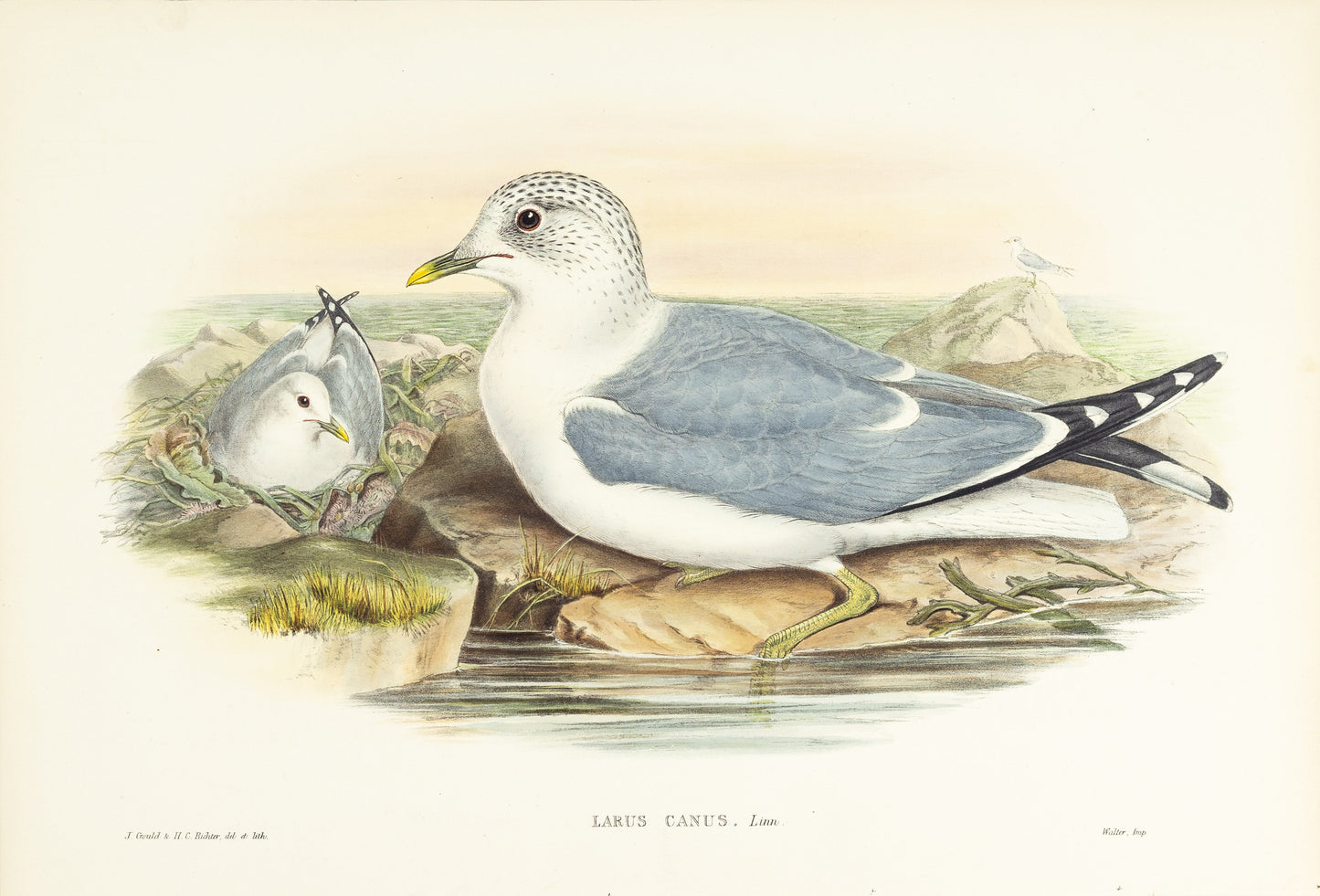 John Gould (1804-1881), Larus canus [Common Gull]
