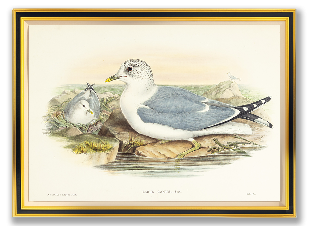 John Gould (1804-1881), Larus canus [Common Gull]