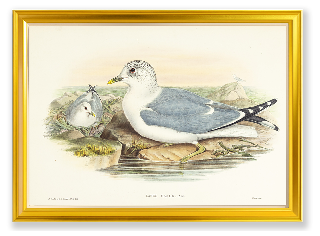 John Gould (1804-1881), Larus canus [Common Gull]