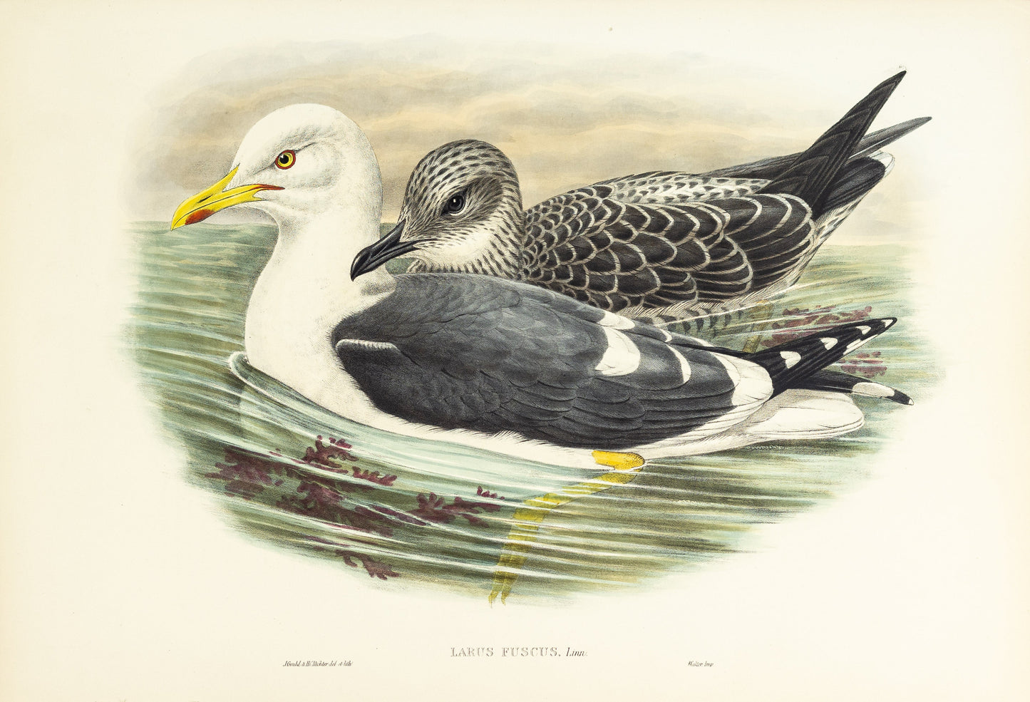 John Gould (1804-1881), Larus fuscus [Lesser Black-backed Gull]