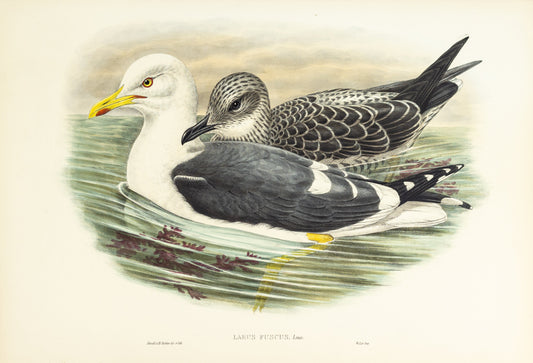John Gould (1804-1881), Larus fuscus [Lesser Black-backed Gull]