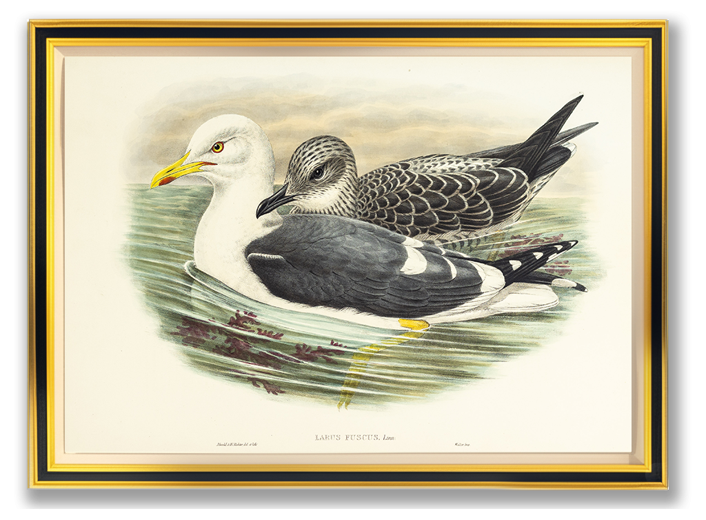 John Gould (1804-1881), Larus fuscus [Lesser Black-backed Gull]