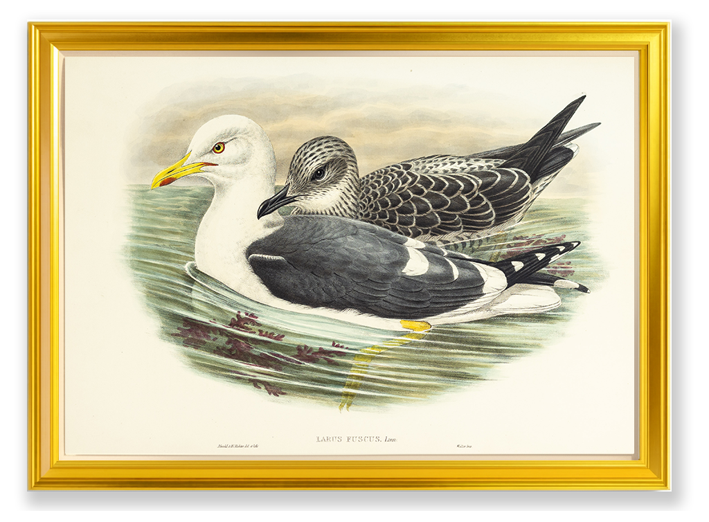 John Gould (1804-1881), Larus fuscus [Lesser Black-backed Gull]