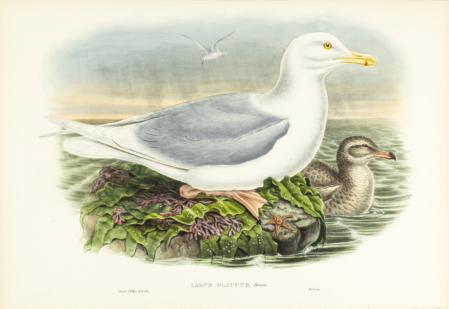 John Gould (1804-1881), Larus glaucus [Glaucous Gull]