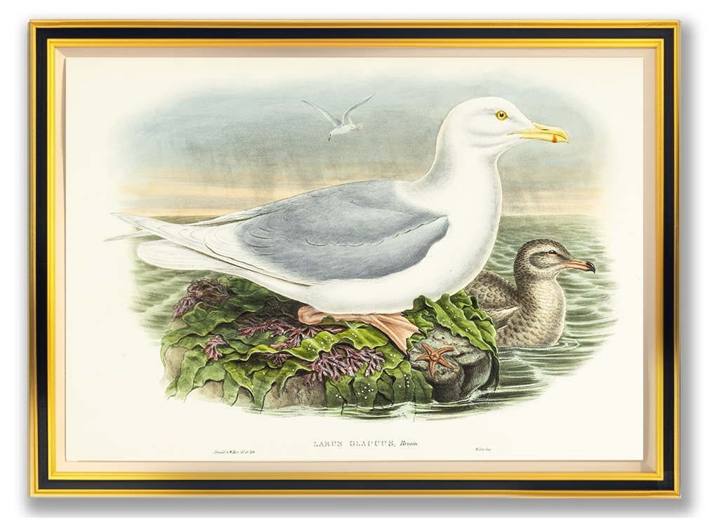 John Gould (1804-1881), Larus glaucus [Glaucous Gull]