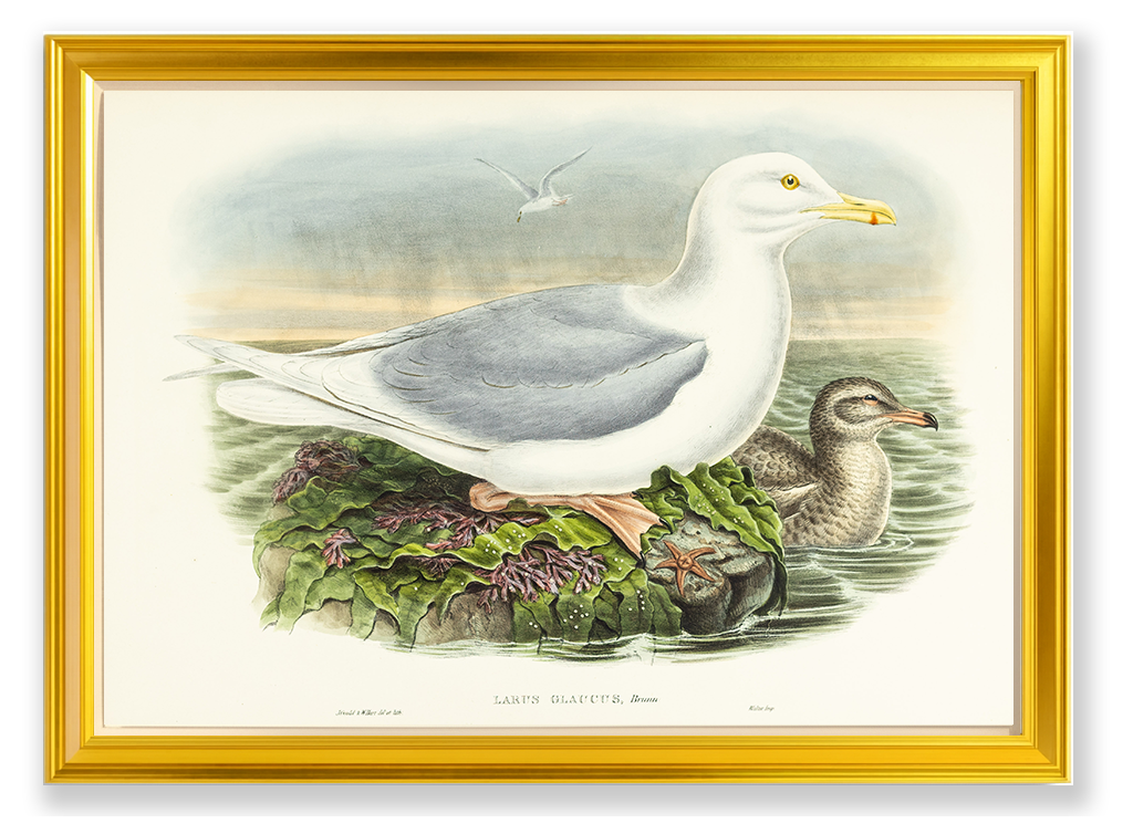 John Gould (1804-1881), Larus glaucus [Glaucous Gull]