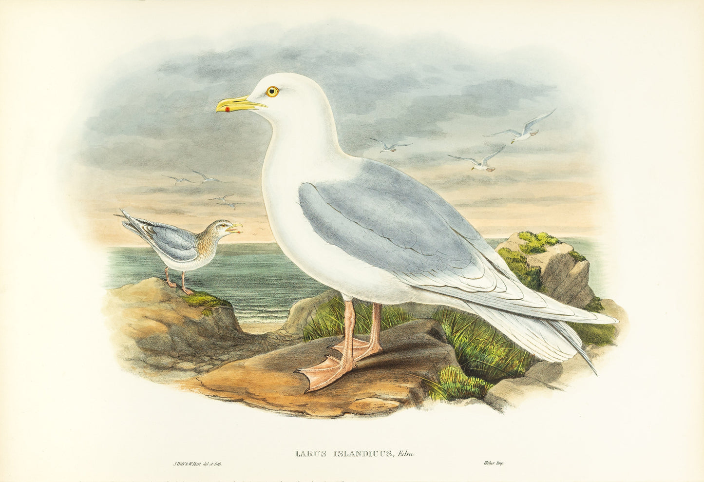 John Gould (1804-1881), Larus islandicus [Iceland Gull]