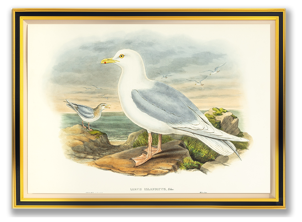 John Gould (1804-1881), Larus islandicus [Iceland Gull]