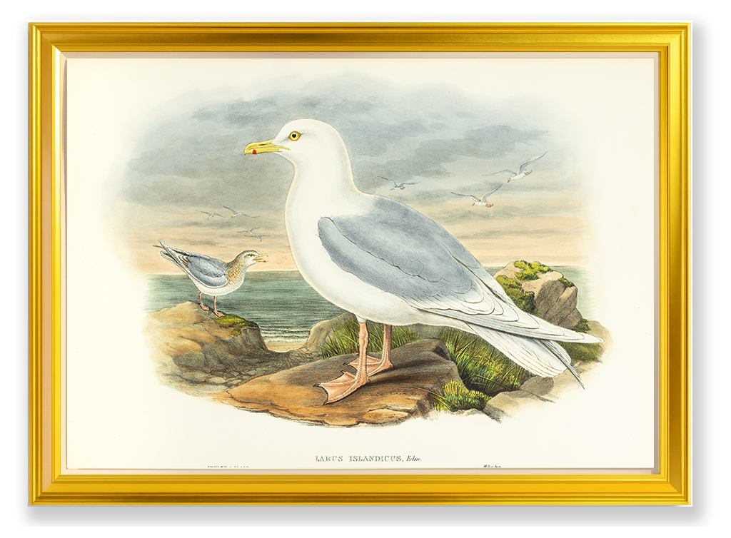 John Gould (1804-1881), Larus islandicus [Iceland Gull]