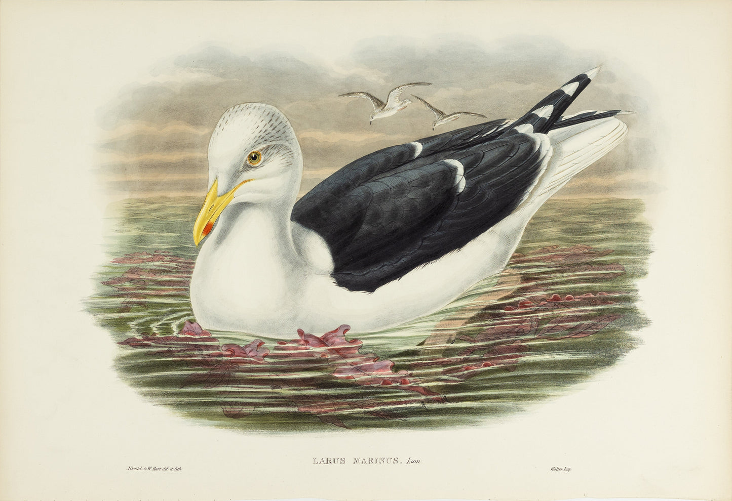 John Gould (1804-1881), Larus marinus [Great Black-backed Gull]