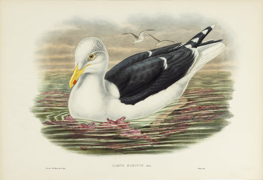 John Gould (1804-1881), Larus marinus [Great Black-backed Gull]