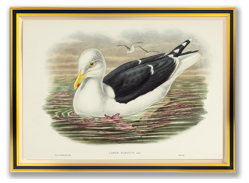 John Gould (1804-1881), Larus marinus [Great Black-backed Gull]