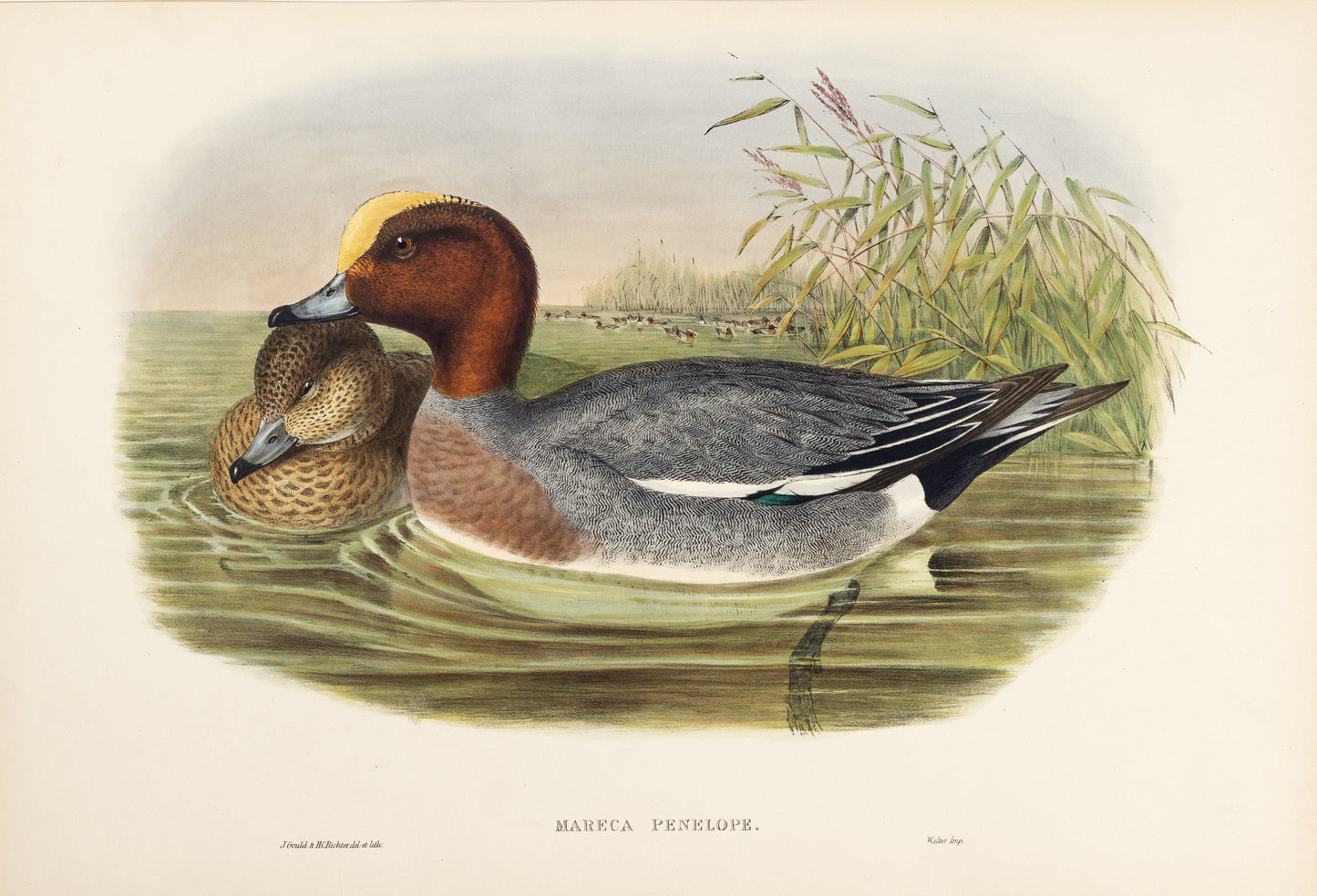John Gould (1804-1881), Mareca penelope [Widgeon]