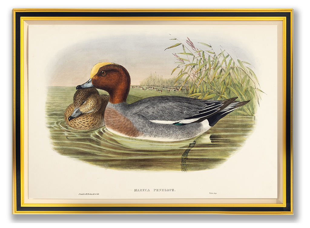 John Gould (1804-1881), Mareca penelope [Widgeon]